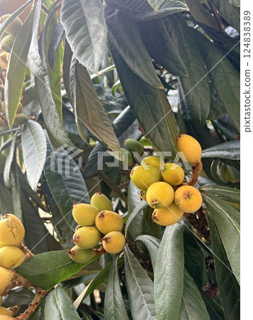 Outdoor shot of a loquat tree full of unripe loquat fruits 124838389