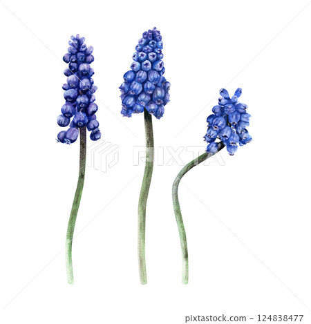 A set of blue grape hyacinth, Muscari blooms. Hand drawn botanical watercolor illustration 124838477