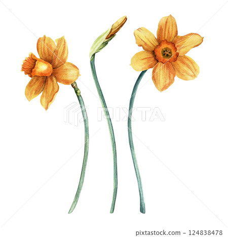 A set of yellow daffodils, narcissi blooms. Hand drawn botanical watercolor illustration 124838478