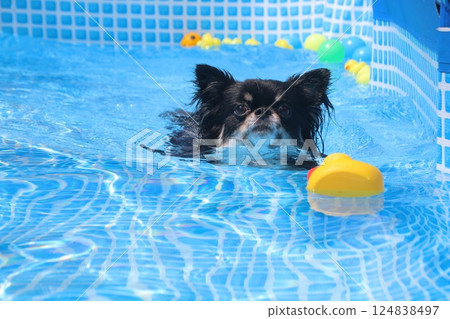 奇瓦瓦州在游泳池裡游泳 124838497