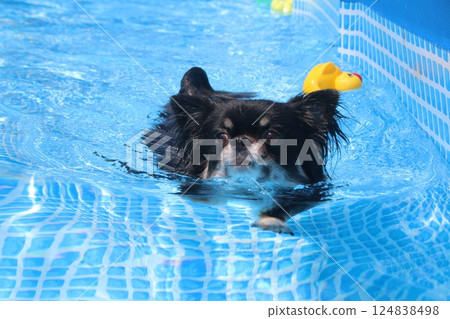 奇瓦瓦州在游泳池裡游泳 124838498