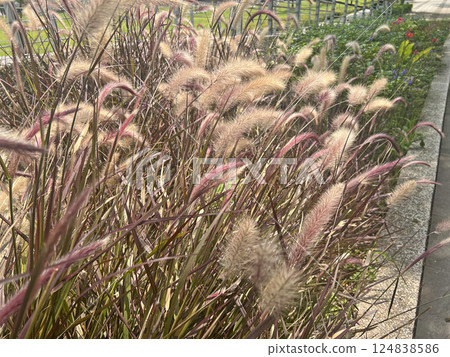 在公園裡拍攝茂密的狼尾草 124838586