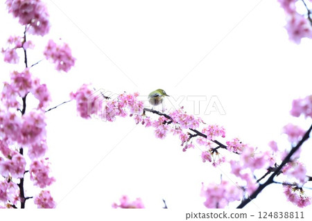 櫻花花瓣背景資料 - 畢業典禮、入學典禮、母親節、禮品卡資料 124838811