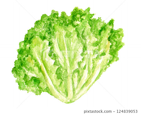手繪水彩插圖的褶邊生菜 124839053