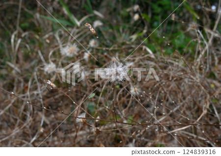 The pappus of the Koyabouki, Takano broom, New Year's decoration, has medicinal properties The pappus of the Koyabouki, Takano broom, New Year's decoration, has medicinal properties 124839316