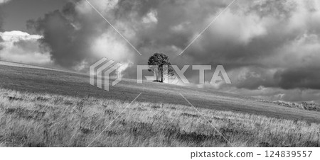 A solitary tree stands on a grassy hill in the Ore Mountains, Czech Republic. Dark clouds loom overhead, creating a dramatic contrast in this serene and remote landscape. 124839557