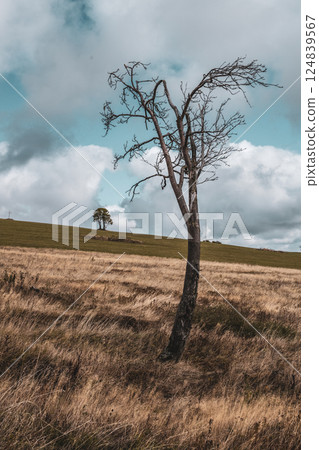 A solitary, leafless tree stands in an expansive field in the Ore Mountains of the Czech Republic. Dark clouds drift above, casting shadows on the rolling landscape. 124839567