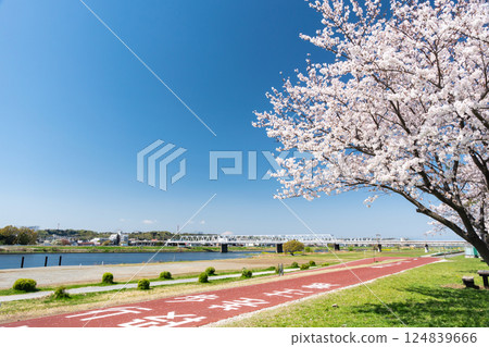 Tama River and cherry blossom trees, Keio Line railway bridge in the background, spring blue sky, Chofu City, Tokyo 124839666