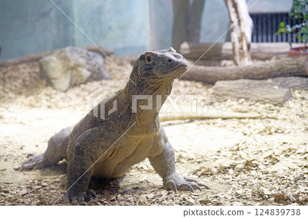 科莫多巨蜥 124839738