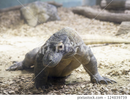 科莫多巨蜥 科莫多巨蜥 124839739