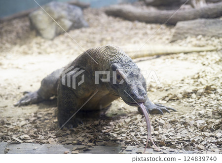 Commodores Commodores 124839740