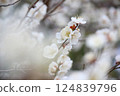 Plum blossoms 1 124839796