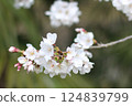 Cherry Blossoms 2 124839799