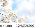 Cherry Blossoms 3 124839800