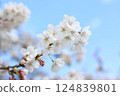Cherry Blossoms 4 124839801