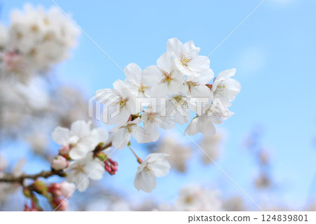 Cherry Blossoms 4 Cherry Blossoms 4 124839801