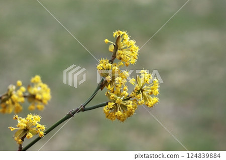 Yellow flowering cornellian cherry, lat. Cornus mass in early spring. Yellow flowering cornellian cherry, lat. Cornus mass in early spring. 124839884
