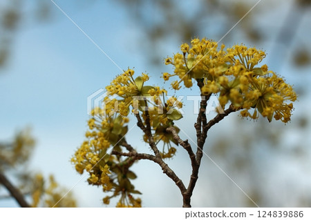 Yellow flowering cornellian cherry, lat. Cornus mass in early spring. Yellow flowering cornellian cherry, lat. Cornus mass in early spring. 124839886