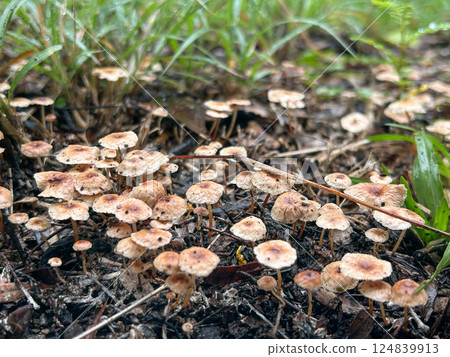 Poisonous mushroom Chlorophyllum molybdites natural blooming white flowers in grass field ,Thailand. 124839913