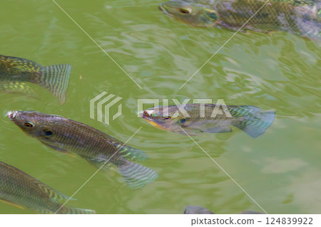 Tilapia fish in aquaculture farm , Thailand. Tilapia fish in aquaculture farm , Thailand. 124839922
