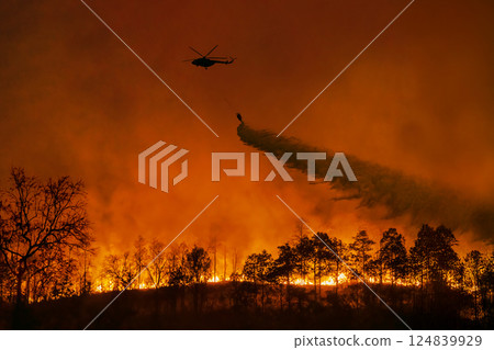 Fire fighting helicopter carry water bucket to extinguish the forest fire. 124839929