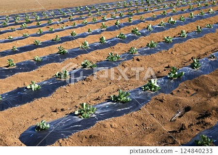 Broad bean cultivation and agriculture related background material Broad bean cultivation and agriculture related background material 124840233