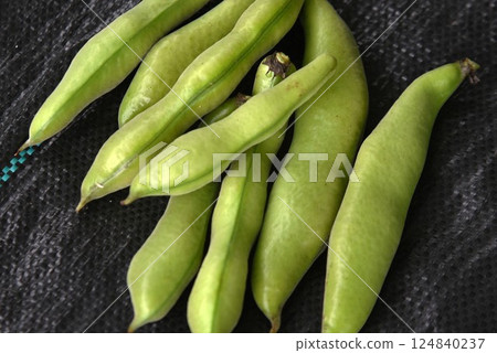 蠶豆栽培及農業相關背景資料 蠶豆栽培及農業相關背景資料 124840237