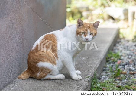 Stray cat Stray cat 124840285