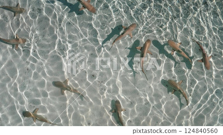 Big group of sharks swim in clear, shallow water. Sunlight dances on the ocean surface, illuminating the vibrant aquatic scene. Marine beauty, marine life, ocean wildlife. Aerial top down view 124840560