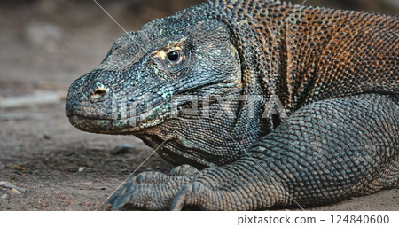 Large Komodo dragon (Varanus Komodoensis) resting on the ground on Rinca Island, in Komodo National Park, Indonesia, showcasing its impressive size and textured skin Large Komodo dragon (Varanus Komodoensis) resting on the ground on Rinca Island, in Komodo National Park, Indonesia, showcasing its impressive size and textured skin 124840600