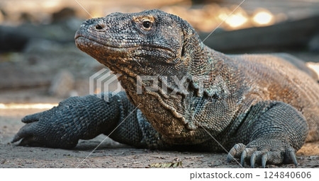 Komodo dragon, the largest living lizard species, is resting on the ground, displaying its powerful claws and intricate scaly skin, showcasing its prehistoric appearance 124840606