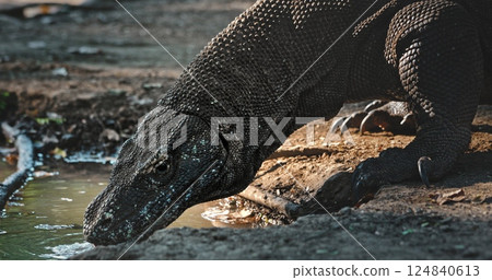 Large Komodo dragon drinking water from a small pond in its natural habitat, showcasing its scaly skin, powerful claws, and prehistoric appearance 124840613