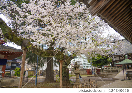 Spring at Araiyama Baishoin (Arai Yakushi) Spring at Araiyama Baishoin (Arai Yakushi) 124840636