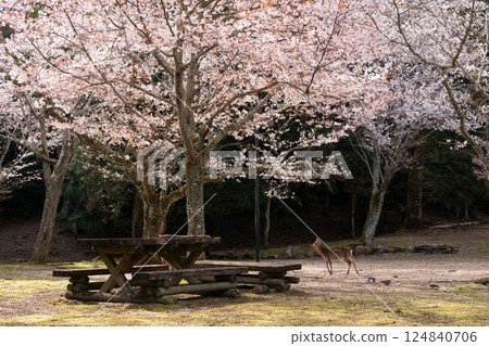 宮島櫻花和鹿 宮島櫻花和鹿 124840706