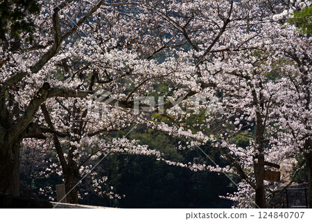 Miyajima Cherry Blossom Tunnel 124840707