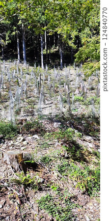 Monju Forest spreads out amongst beautiful nature 124840770