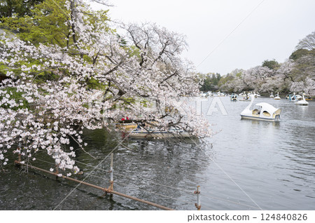 Swan in Inokashira Park in Spring 124840826