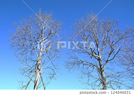 Winter tulip trees, lily trees, samaras, and hantenboku (Japanese tulip tree) 124840831