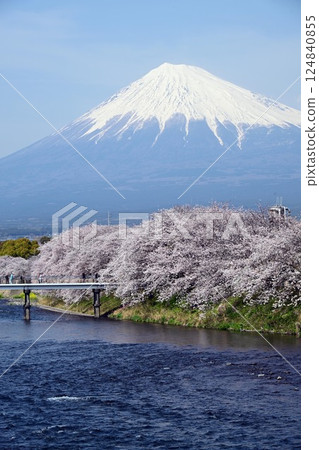 Cherry blossom trees along Ryuganbuchi Falls on the Uruigawa River 124840855