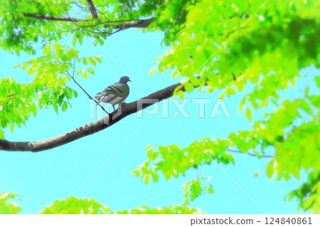 Pigeon looking around from a tree Pigeon looking around from a tree 124840861