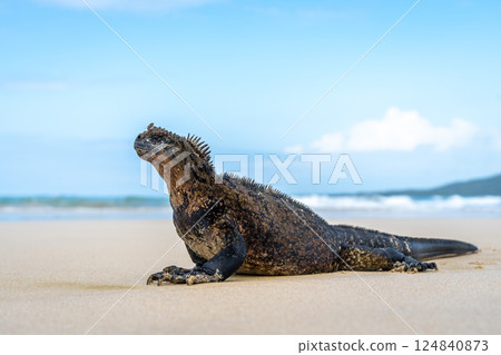 Marine iguana on the sandy shores of Isabela Island, Galapagos Archipelago, Ecuador 124840873