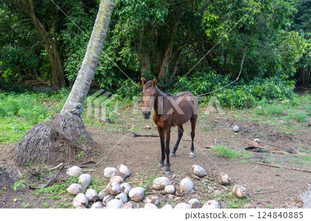 Horse standing under coconut trees in Nuku Hiva, Marquesas Islands, French Polynesia 124840885