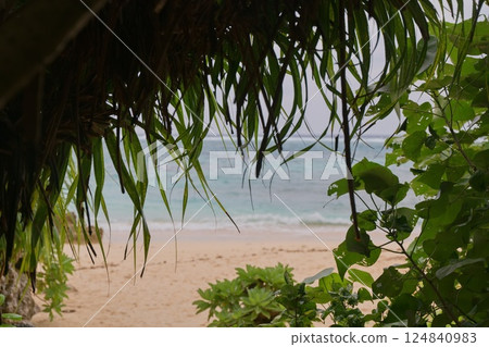 從叢林看海灘 從叢林看海灘 124840983