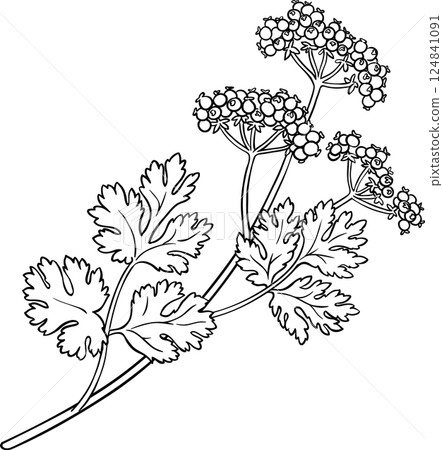 Coriander Branch with Seeds and Leaves Outline Illustration. Organic natural nutritional spice, vegetarian diet product.  124841091
