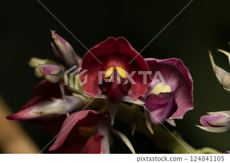 Kudzu flower Kudzu flower 124841105