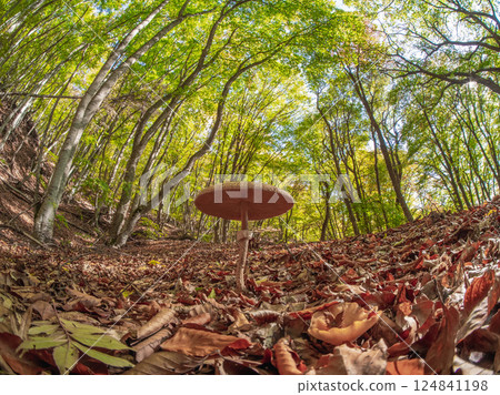 Mushroom in the dry leaves in the forest at autumn Mushroom in the dry leaves in the forest at autumn 124841198