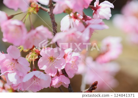 粉紅色妖嬈櫻花特寫 粉紅色妖嬈櫻花特寫 124841371