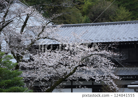 Cherry blossoms at Ikuta Ryokuchi Park shrouded in rain 124841555