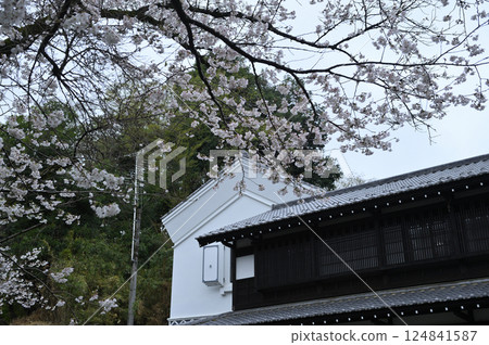 雨中的生田綠地公園櫻花 雨中的生田綠地公園櫻花 124841587