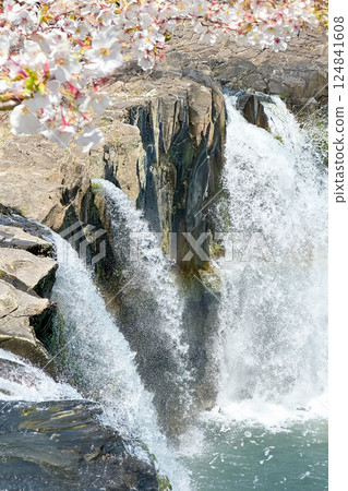 Harajiri Falls and cherry blossoms Harajiri Falls and cherry blossoms 124841608